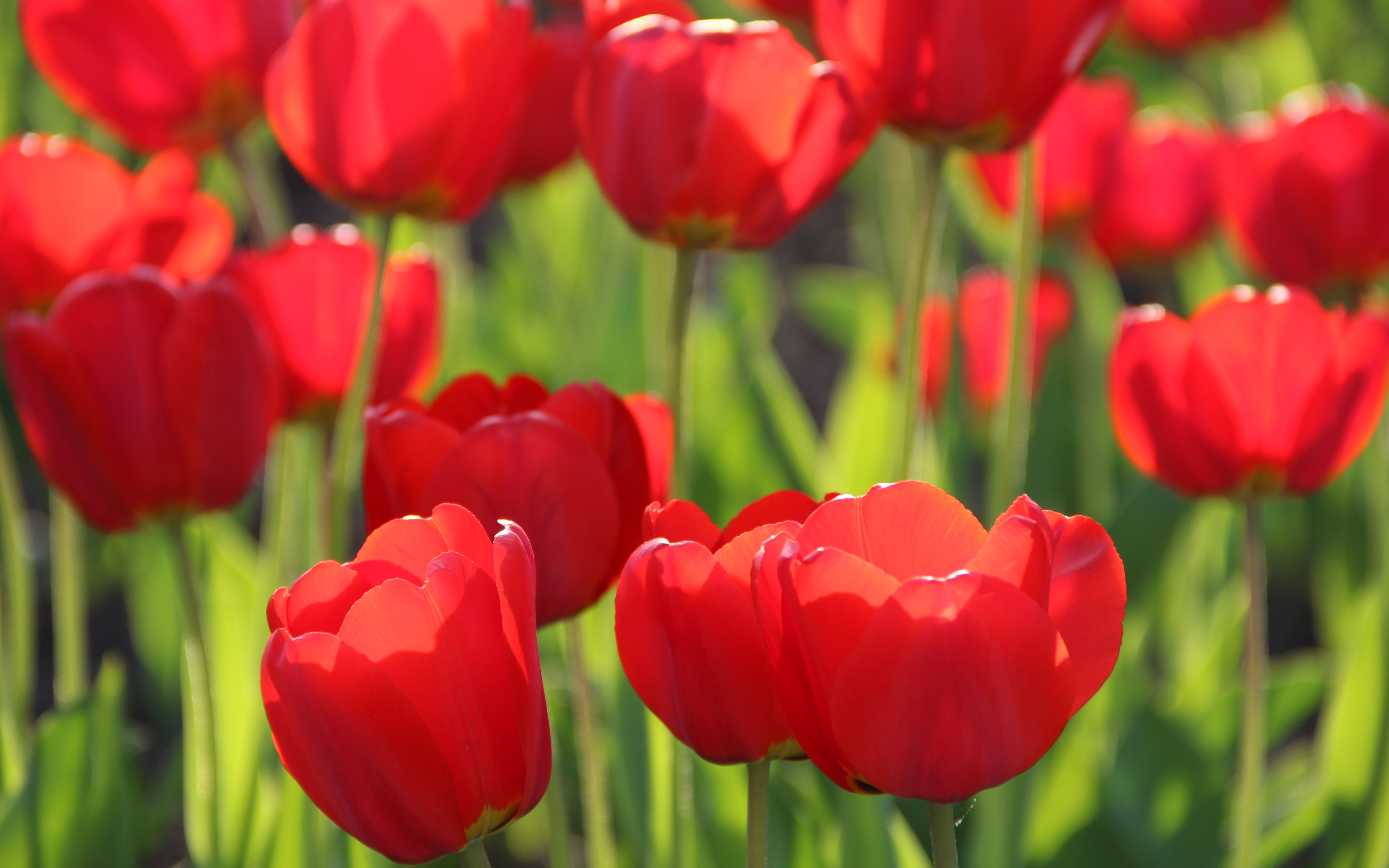 Red Tulips 4K289232750